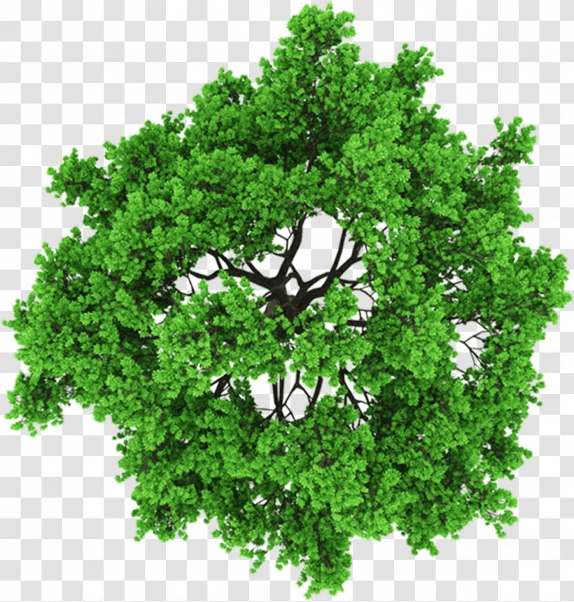 Stock Photography Tree Clip Art - Oak - Above Transparent PNG