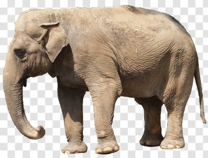 Indian Elephant African Niconico Tusk - Zoo Transparent PNG