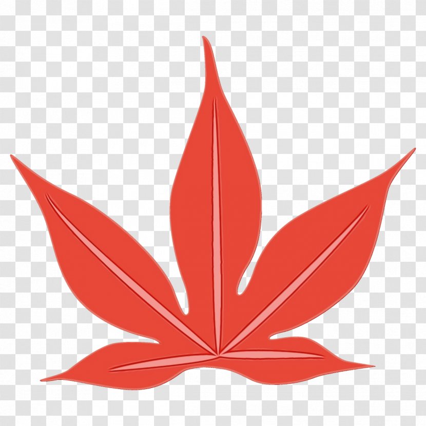 Maple Leaf - Hemp Family Flower Transparent PNG