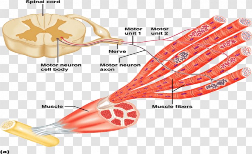 Motor Neuron Nervous System Muscle Contraction - Watercolor - Discrimination Transparent PNG