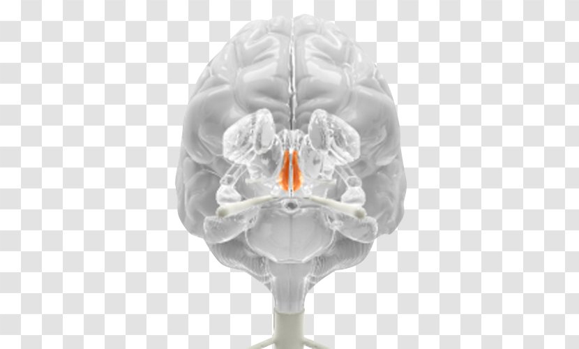 Brain Medicine Neurology - Tree Transparent PNG