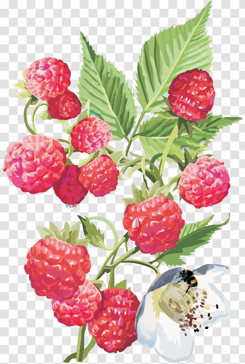 Fruit Red Raspberry Drawing - Blackberry Transparent PNG