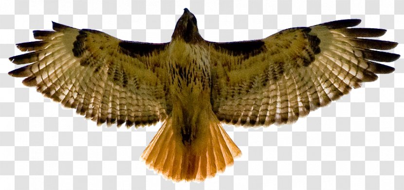 Bird Red-tailed Hawk Red-shouldered Clip Art - Redtailed - Red Cliparts Transparent PNG