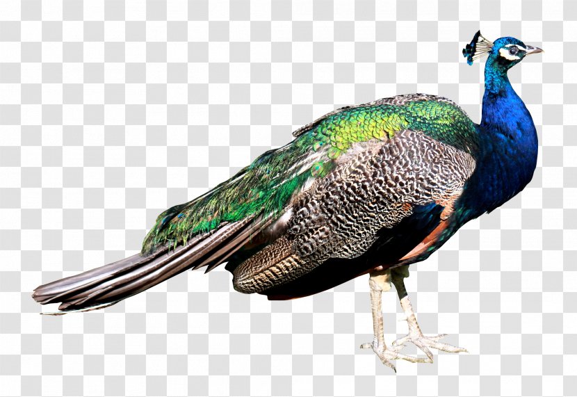 Bird Peafowl - Wiki - Peacock Transparent PNG