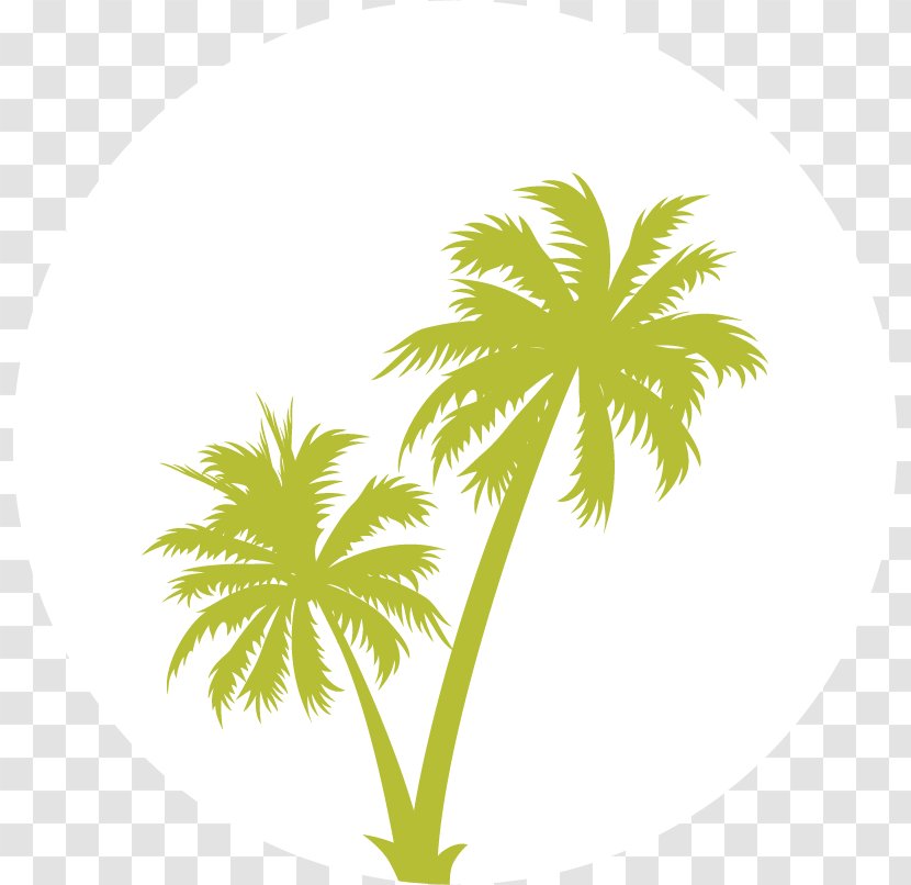 Arecaceae Clip Art - Borassus Flabellifer - Green Island Transparent PNG