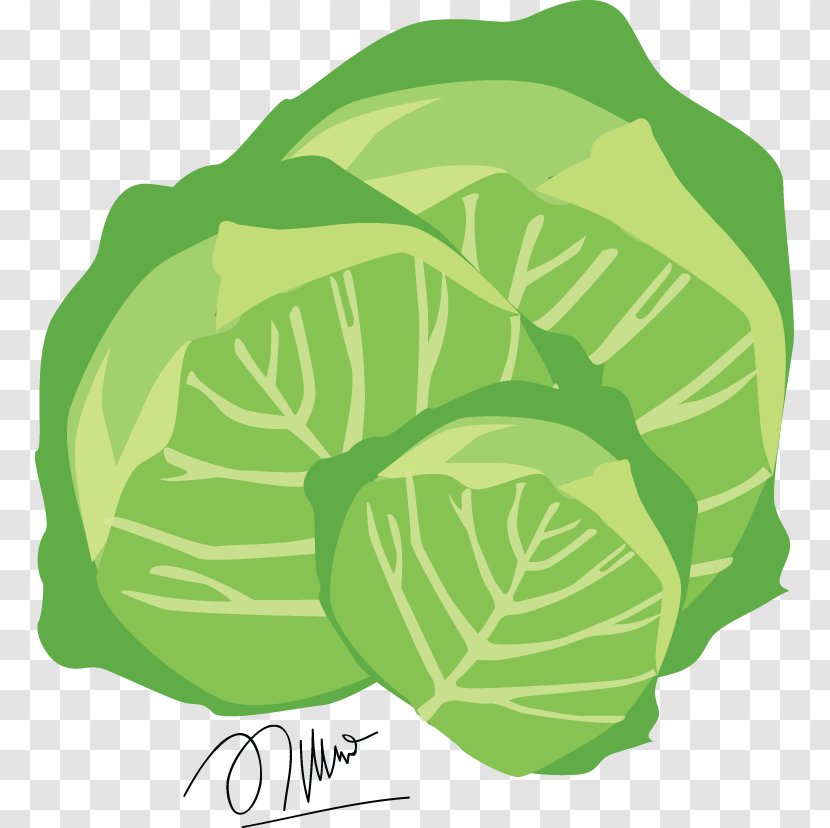 Leaf Vegetable Food - Cabbage Transparent PNG