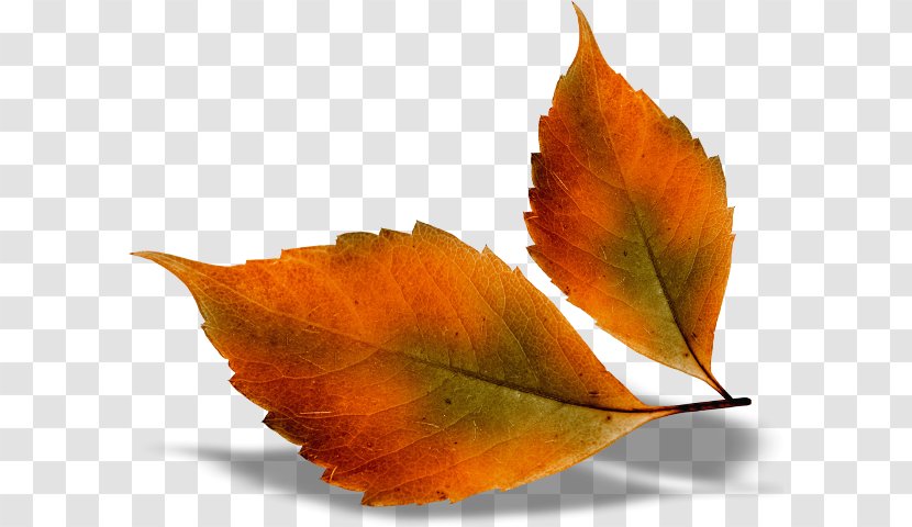 Autumn Leaf Color Desktop Wallpaper Clip Art Transparent PNG
