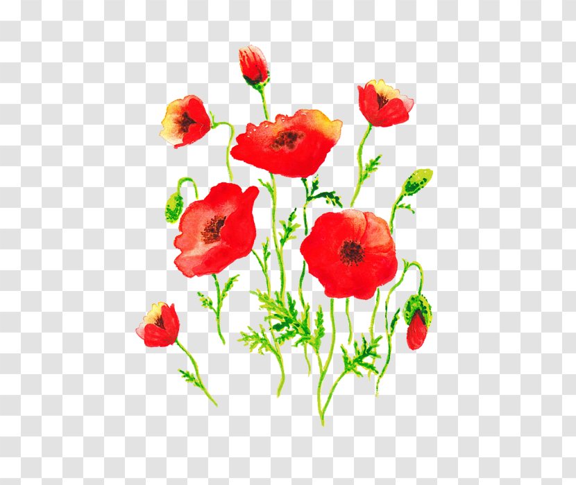 Common Poppy Flower Painting - Wildflower Transparent PNG