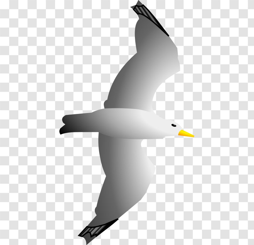 Gulls Seabird Clip Art - Bird - Merlin Cliparts Transparent PNG