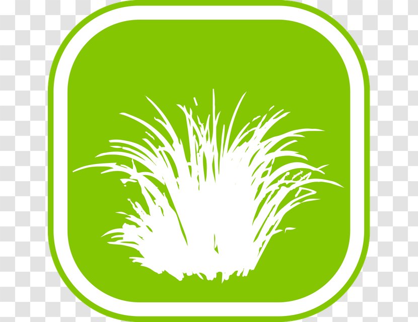 Clip Art Grasses Illustration Commodity Leaf - Grass Family - Almaty Transparent PNG