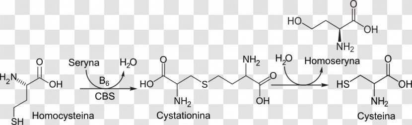 Cystathionine Beta Synthase Homocysteine Wikipedia Pyridoxine - Cartoon Transparent PNG