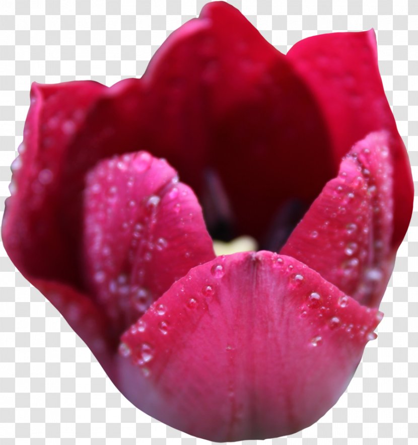 Tulip Flower Clip Art - Stock Photography Transparent PNG