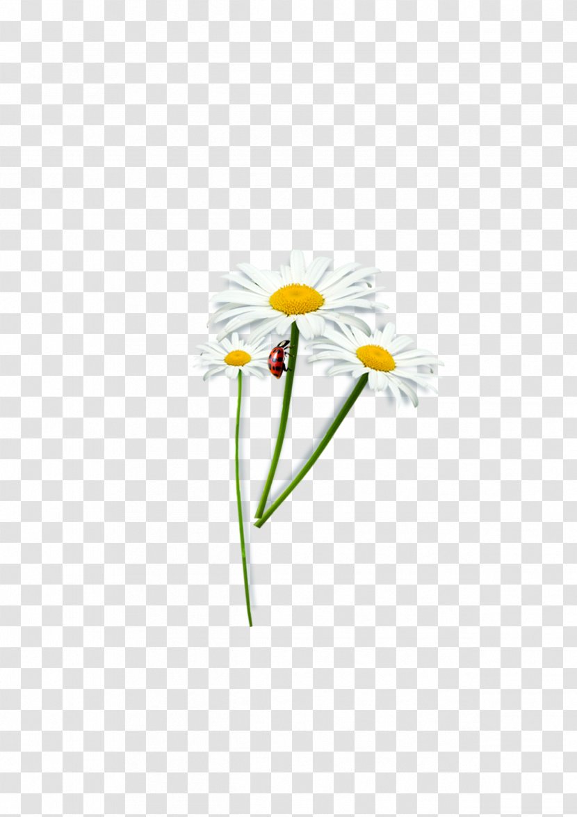 Common Daisy Paper Oxeye Petal Floral Design - Chrysanthemum And Ladybug Transparent PNG