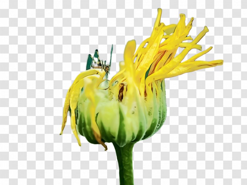 Marigold Flower - Plants - Herbaceous Plant Petal Transparent PNG