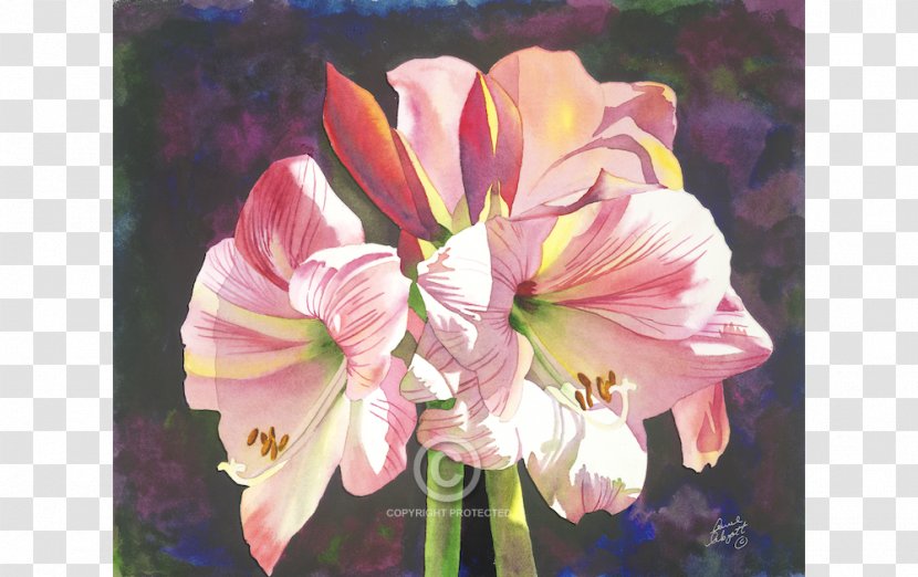 Watercolor Painting Anne Abgott Water Colors Floral Design Amaryllis Belladonna Hippeastrum - Artist Transparent PNG