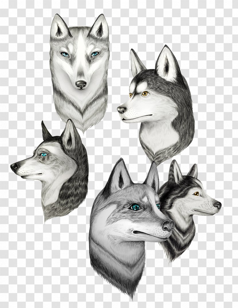 Siberian Husky Canidae Drawing Illustration - Painting - Wolf Population Transparent PNG