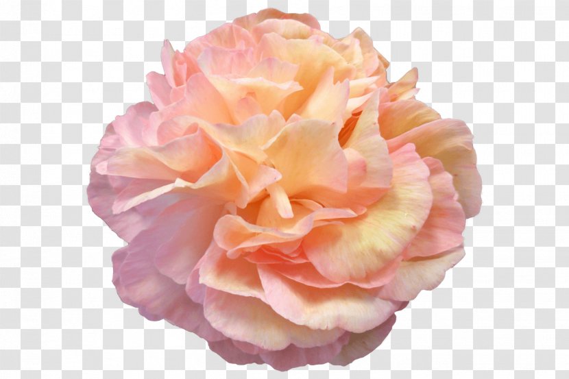 Garden Roses Peony Cabbage Rose Still Life: Pink Flower - Life Transparent PNG