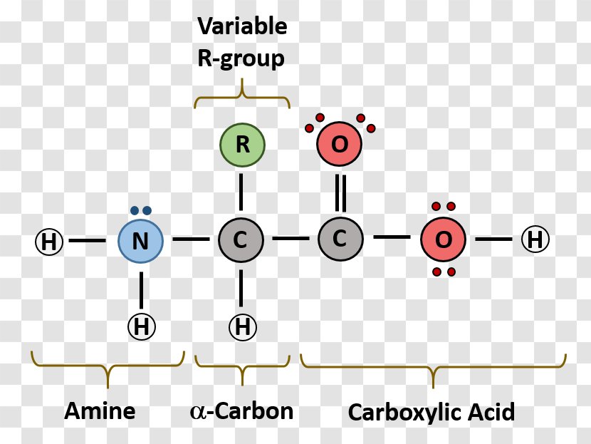 Macromolecule Monomer Diagram Nucleic Acid Biomolecule - Journal Writing Format Example Transparent PNG