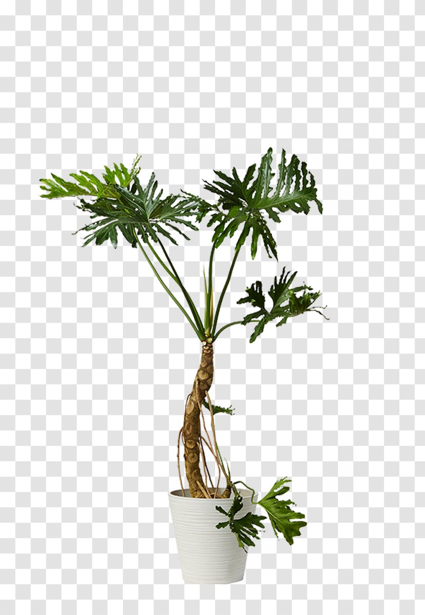 Arecaceae Houseplant Philodendron Dracaena Reflexa Flowerpot - House - Plant Transparent PNG