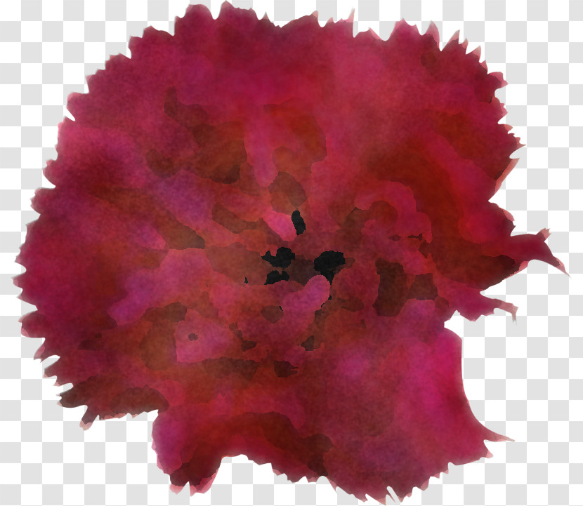 Pink Red Flower Magenta Cut Flowers Transparent PNG