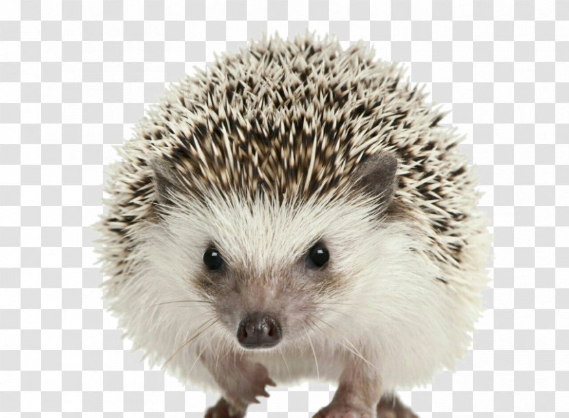 Four-toed Hedgehog Domesticated Baby Hedgehogs Cuteness Pet - Fourtoed - Erizo Transparent PNG