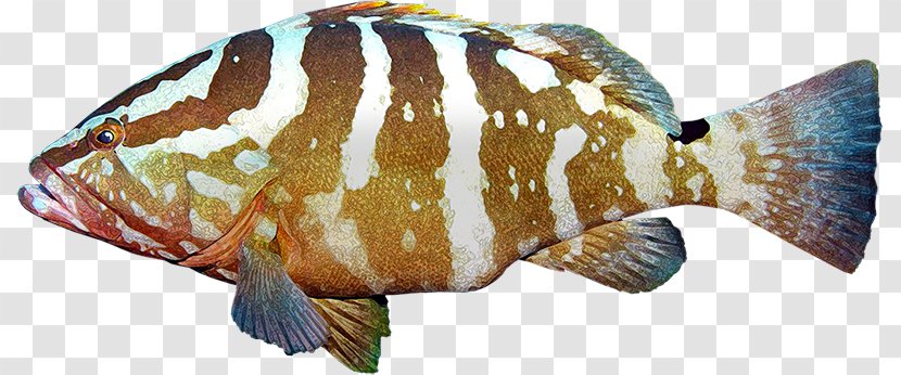 Tilapia Euthynnus Lineatus Fish Grouper Skipjack Tuna - Threadfin - Gran Barrera De Coral Transparent PNG