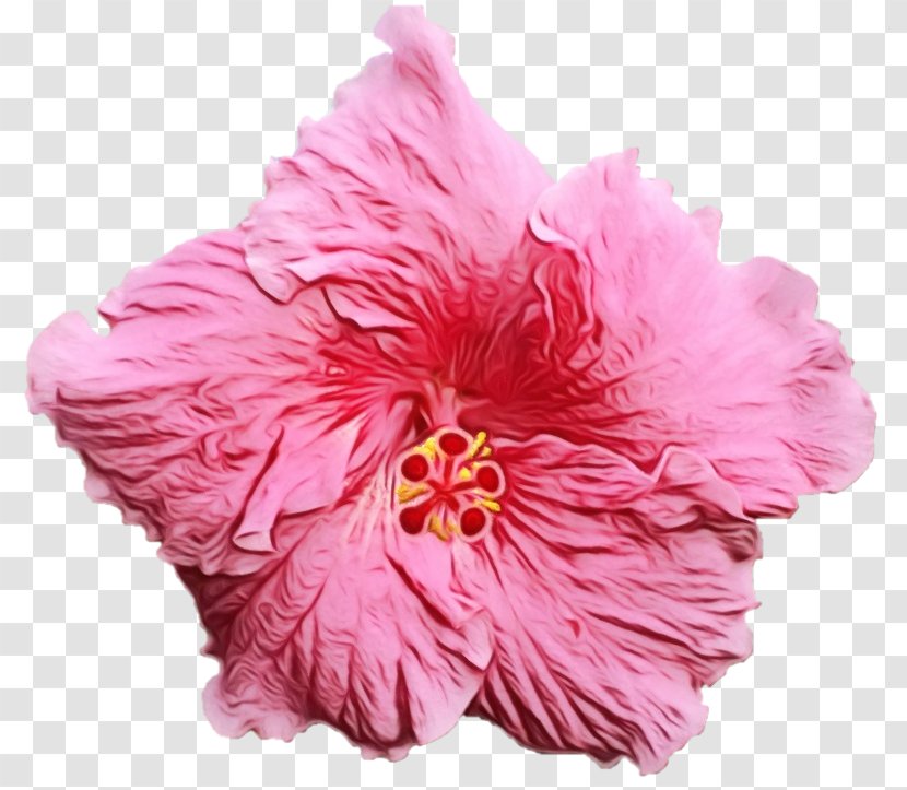 Flowers Background - Fruit - Magenta Chinese Hibiscus Transparent PNG