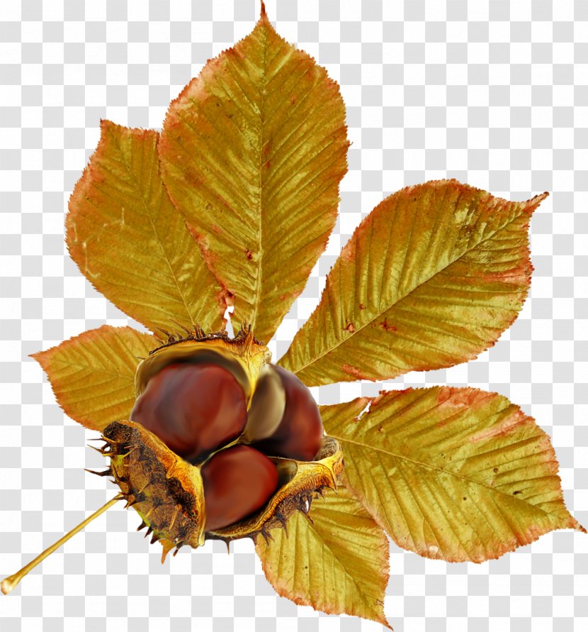 Chestnut Leaf Autumn Clip Art - Auglis - Peach Branch Transparent PNG