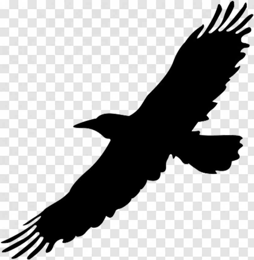 Bird Silhouette - Great Blackbacked Gull - Hawk Vulture Transparent PNG
