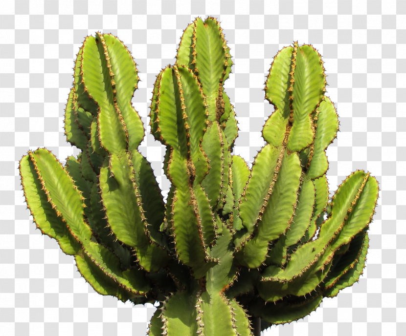 Cactaceae Icon - Cactus Image Transparent PNG