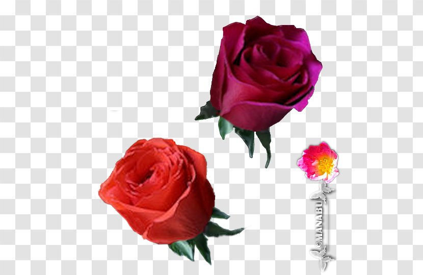 Garden Roses Cabbage Rose Floribunda Cut Flowers Flower Bouquet - Family Transparent PNG