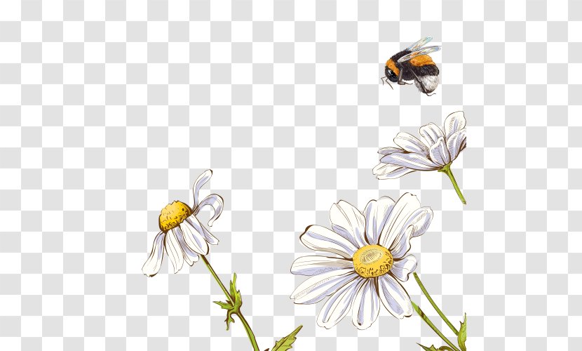 White Chrysanthemum Image Oxeye Daisy - Moths And Butterflies Transparent PNG
