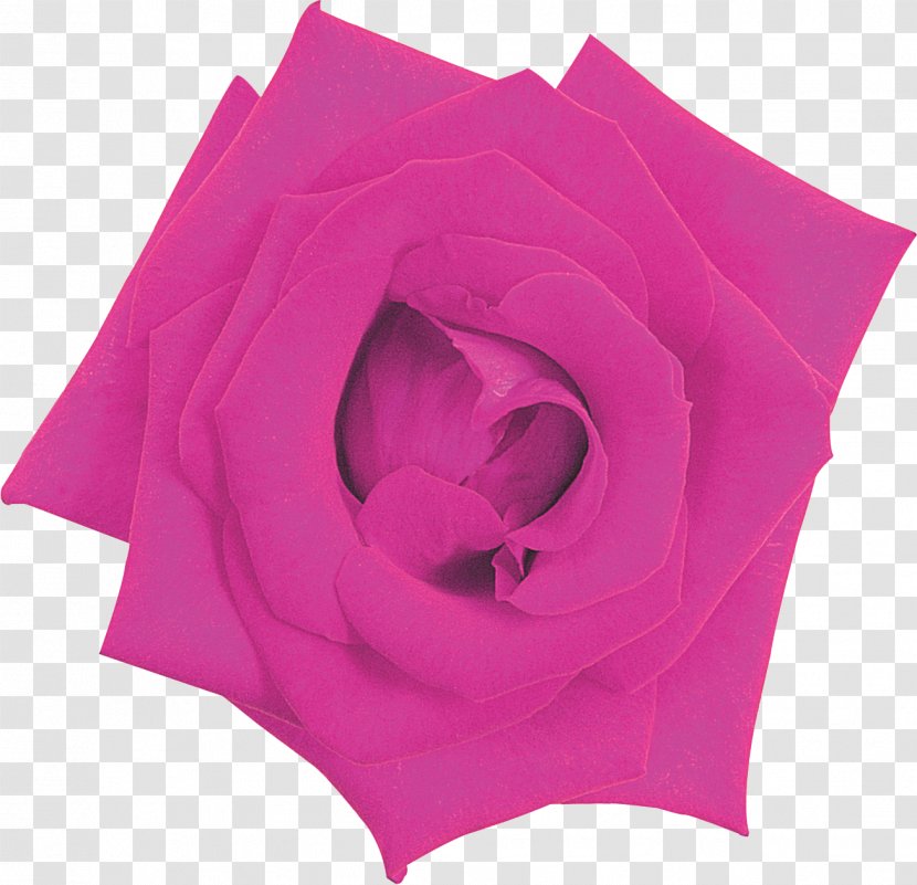 Garden Roses Pink M - Rose Transparent PNG