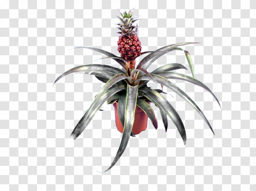 Bromeliads Embryophyta Pineapple Succulent Plant Variegation - Cycadales Transparent PNG