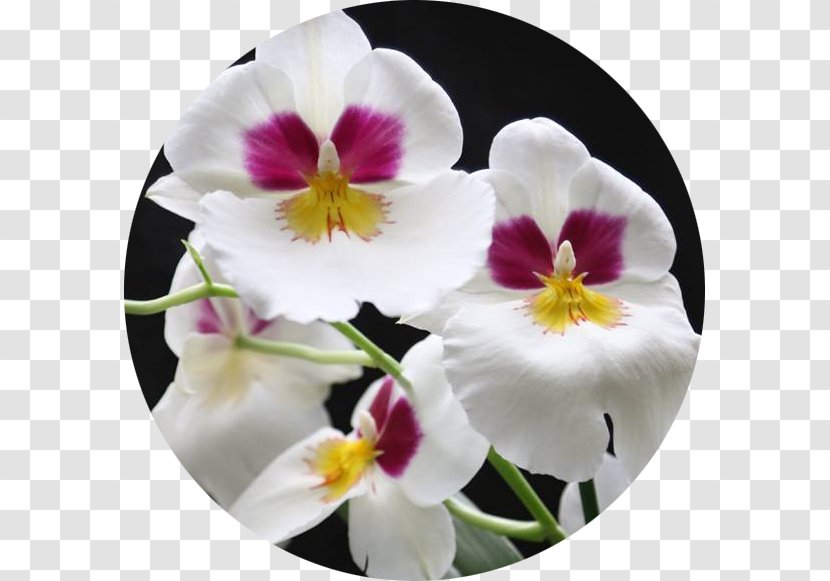 Pansy Moth Orchids Cattleya - Petal - Orquidea Transparent PNG