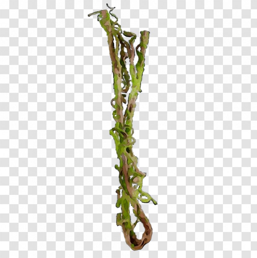 Twig Plant Stem Plants Transparent PNG