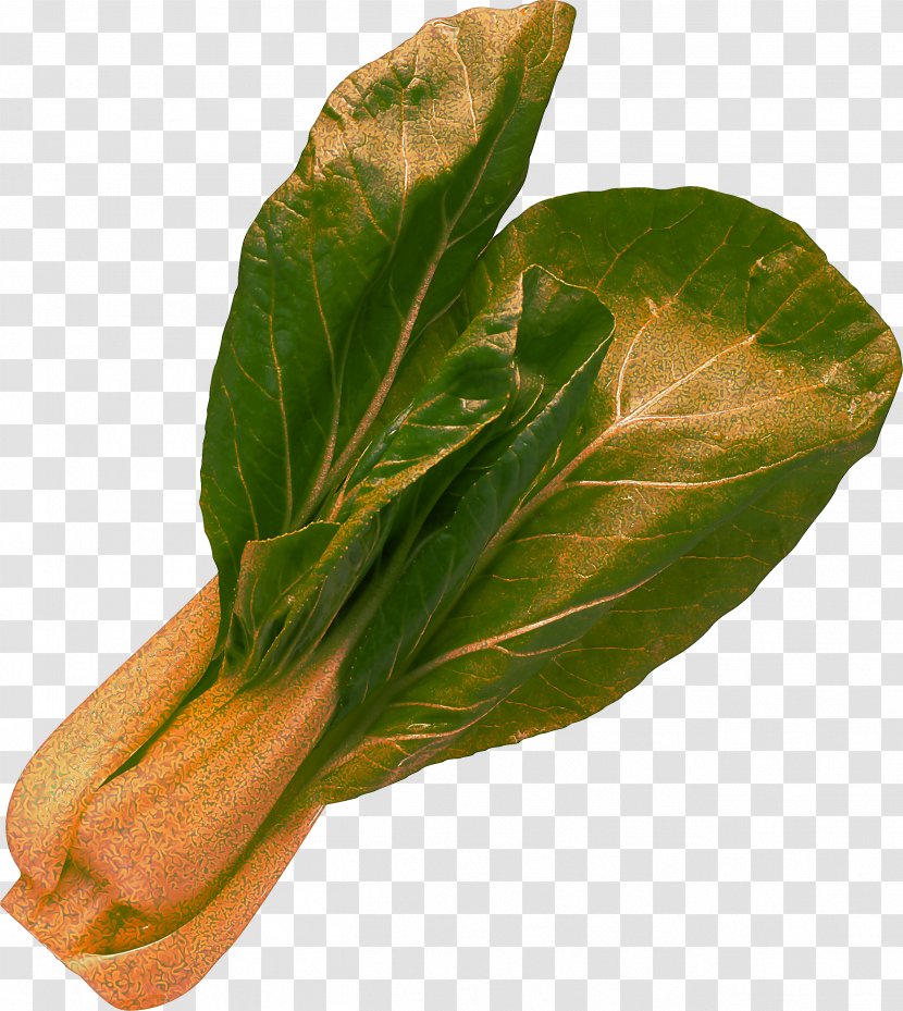 Leaf Choy Sum Vegetable Plant Flower - Komatsuna - Tatsoi Anthurium Transparent PNG