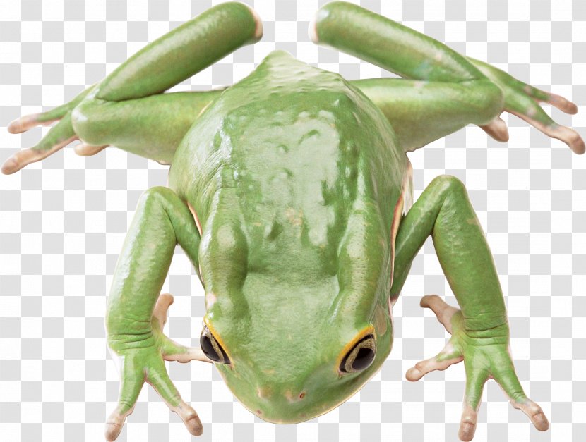 Salamander Frog Animal Reptile Poikilotherm - Green Transparent PNG