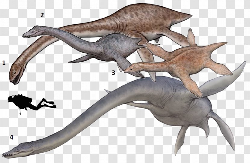 Thalassomedon Elasmosaurus Plesiosauria Hydrotherosaurus Plesiosaur Size - Terrestrial Animal - Dinosaur Transparent PNG