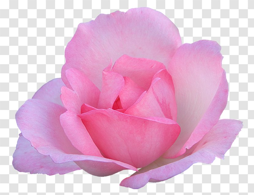 Garden Roses Centifolia Rosa Chinensis Floribunda Flower - Rose Order Transparent PNG