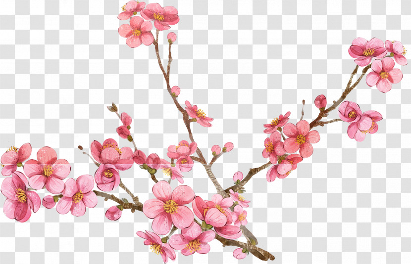 Cherry Blossom Transparent PNG