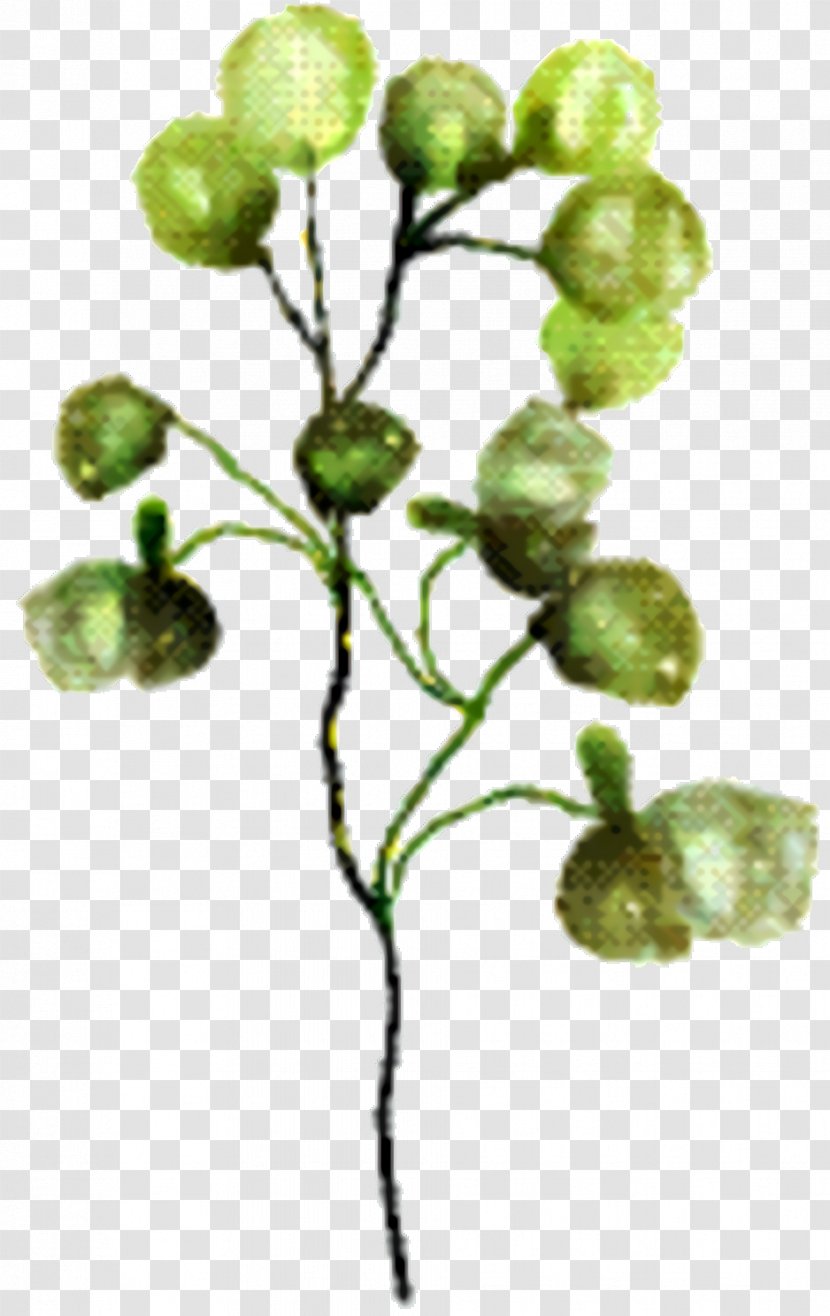 Fruit Tree - Branch Transparent PNG