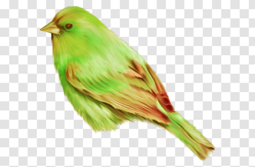 Bird Image File Formats Clip Art - Raster Graphics Transparent PNG
