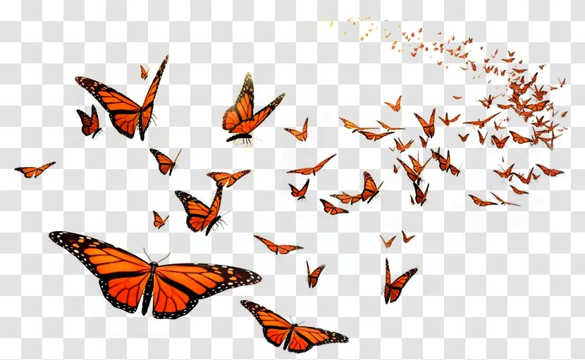 Monarch Butterfly Flight Orange Middle School Insect - Beautiful Gift Transparent PNG