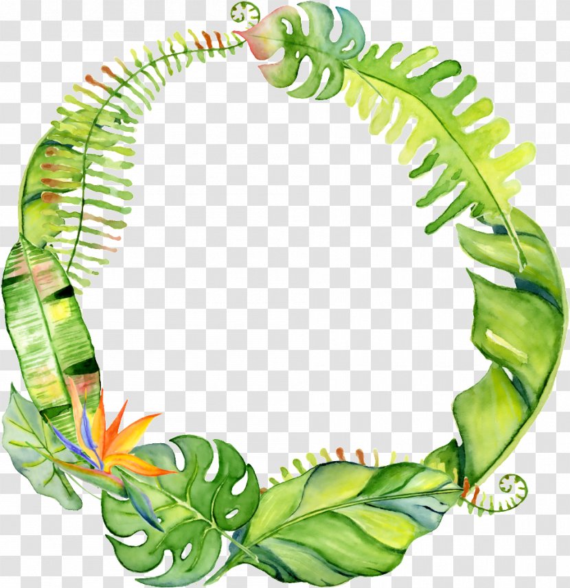 Watercolor Wreath Background - Drawing - Vascular Plant Transparent PNG