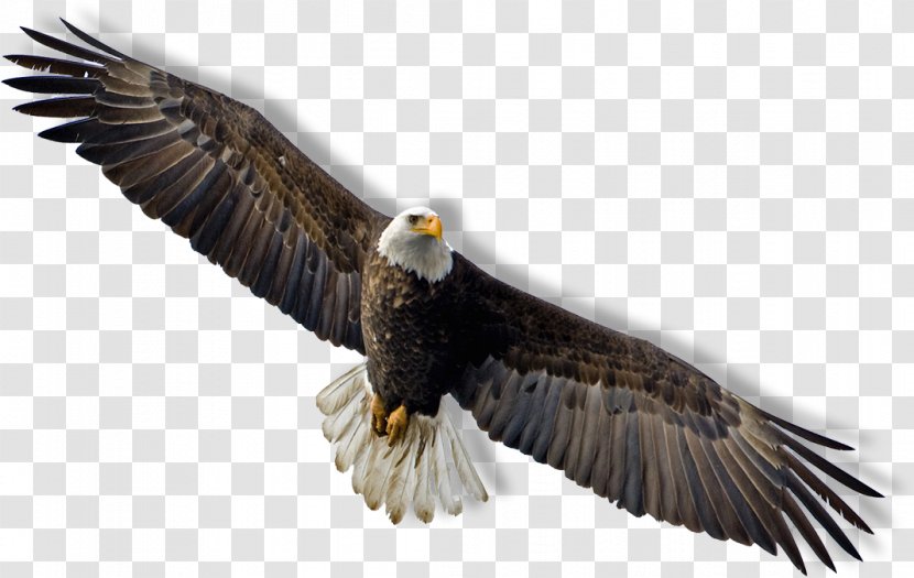 Bald Eagle Flight Clip Art - Falcon - Hawk Transparent PNG