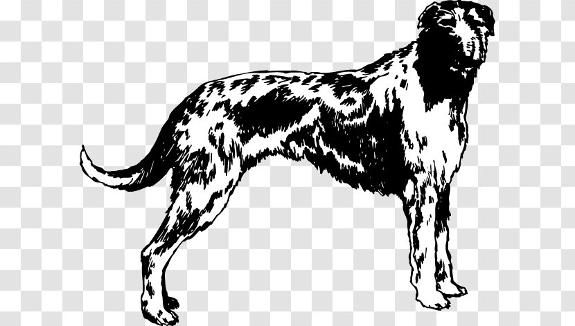 Dog Breed Afghan Hound Scottish Deerhound Sporting Group Decal - Sticker Transparent PNG