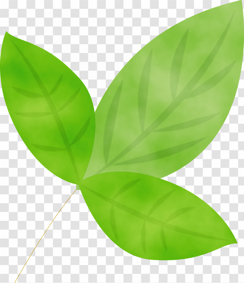 Leaf Green Plant Flower Petal Transparent PNG