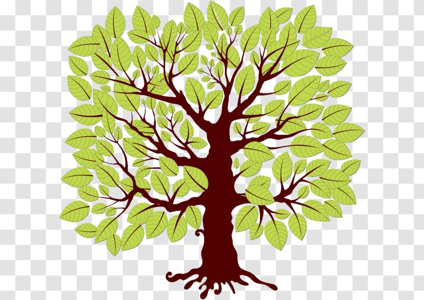 Tree Drawing Spruce Maple - Plant Stem - Boar Transparent PNG