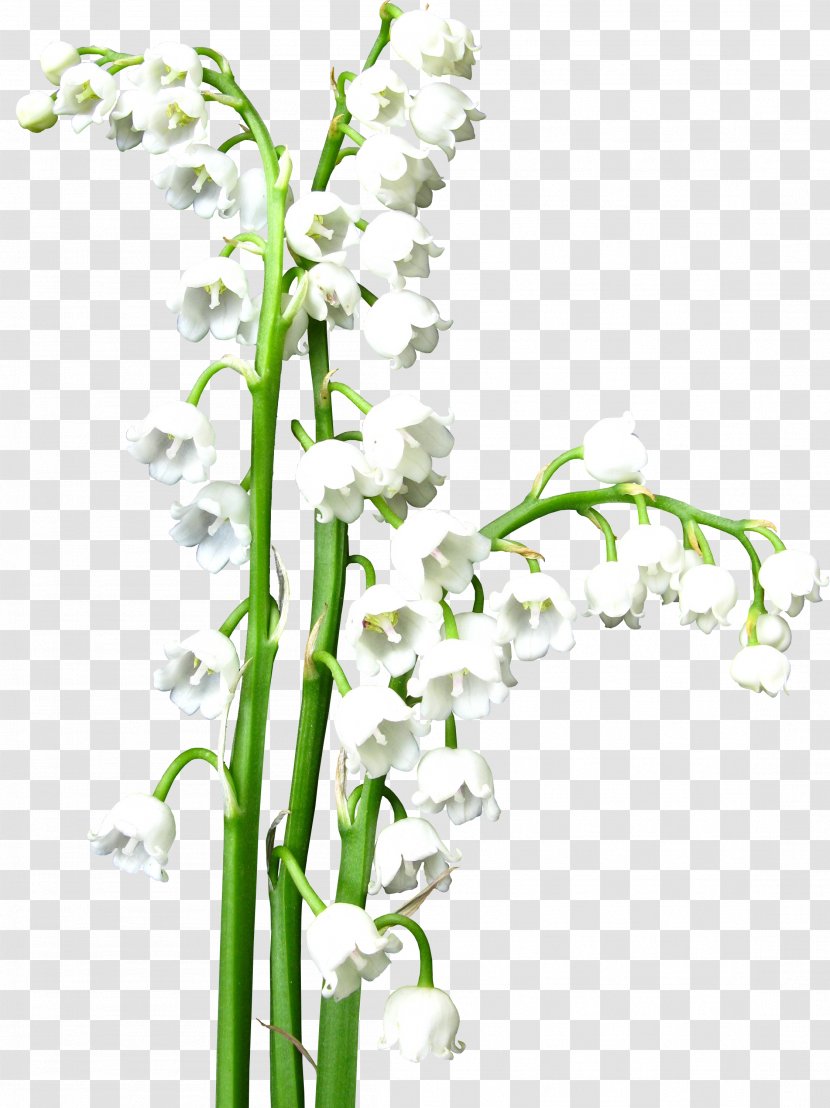 Flower Lily Of The Valley White Clip Art - Suzu Transparent PNG